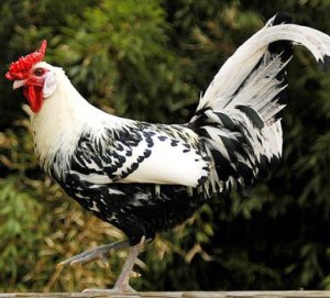 chicken black and white feathers