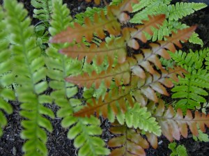 autum fern