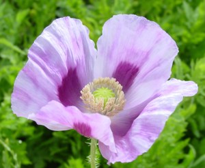 breadseed poppy
