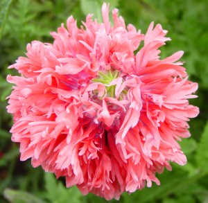 pink ruffled poppy