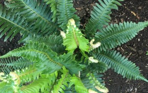 sword fern