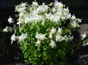 white columbine