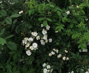 Rosa multiflora