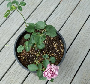 sterling silver own roots