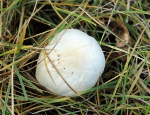 white mushroom cap
