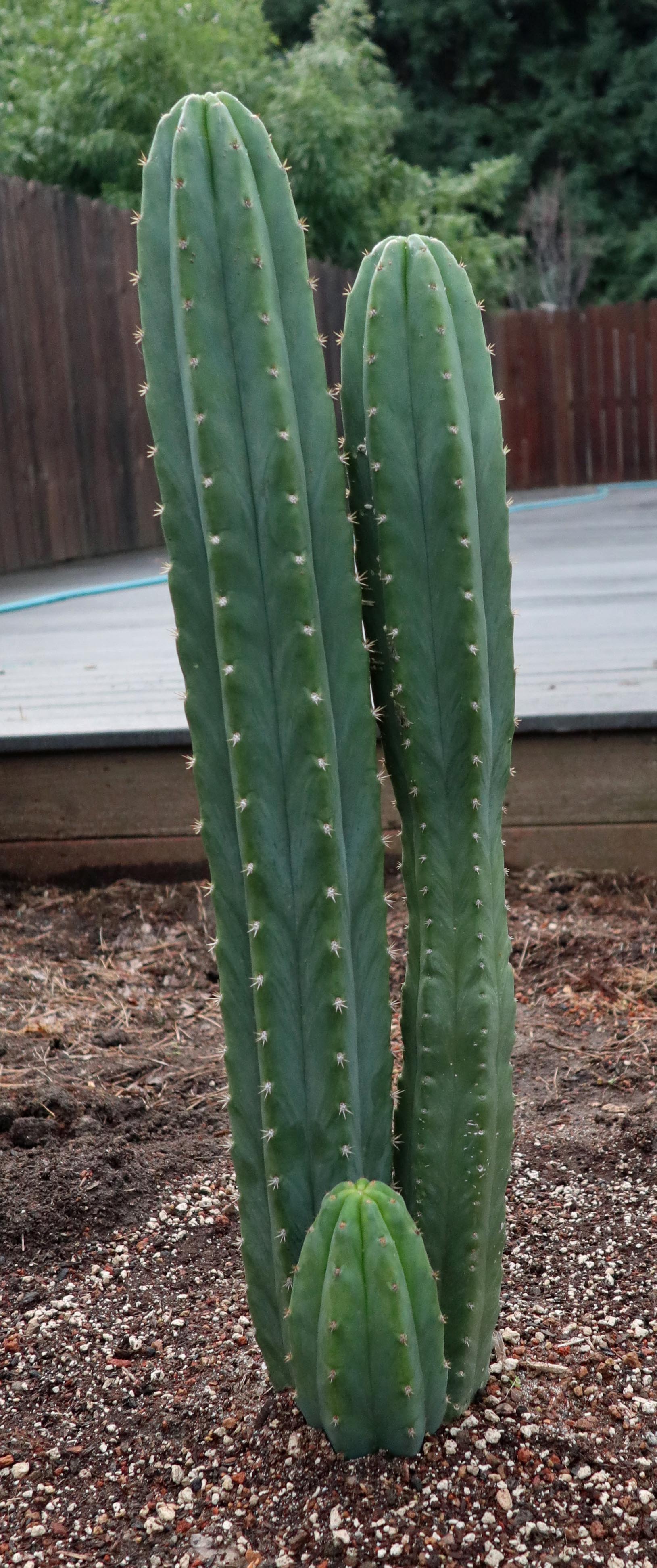 San Pedro Cactus Recipe  Macy Makes Magic