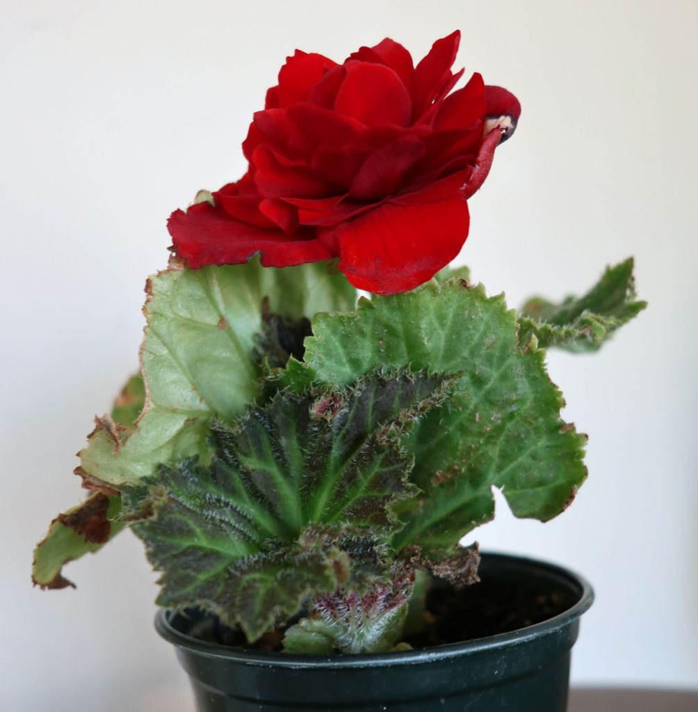 Red Begonia Plant in Pot