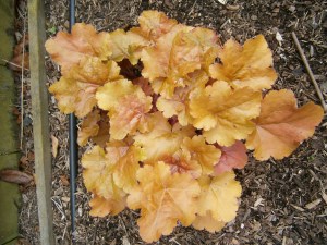 coral bells tan color