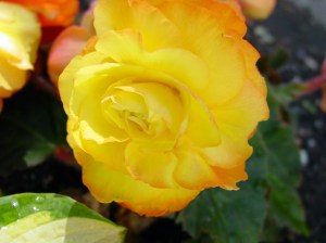 little pot of sunshine