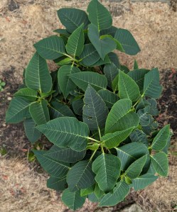 poinsettia with no flowers in Ground
