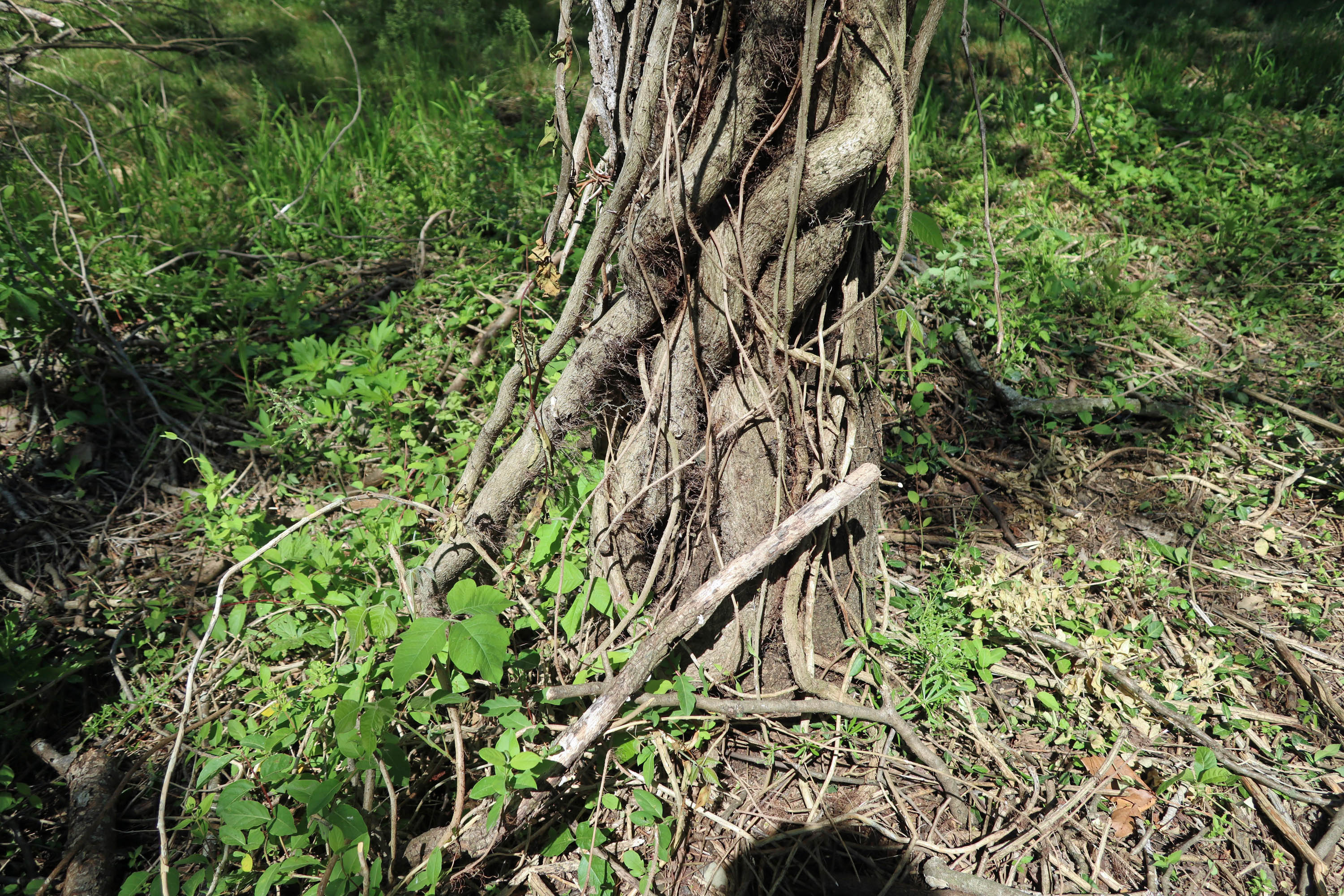 Old Tree Invasive Clearing Native Land of Invasive Non Native Plants – Macy Makes Magic