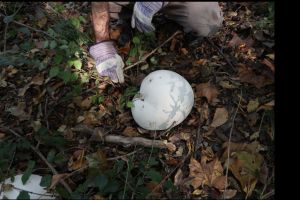 Two Puff Ball Mushrooms