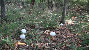 Giant Puff Ball Mushroom or Fungus
Calvatia gigantea