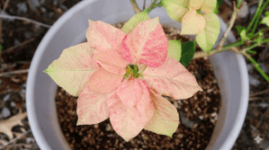 strange flower shape