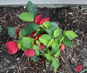 unpainted red plant