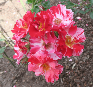 pink red rose