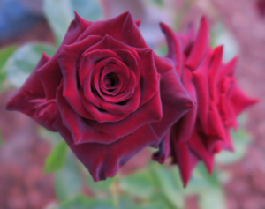 black flower rose