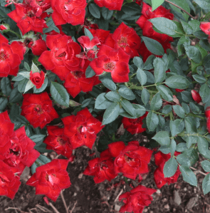 rose flower red