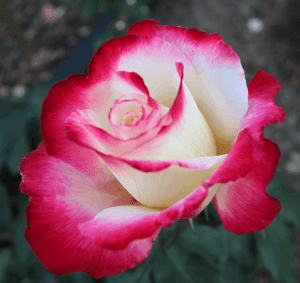 red and white rose