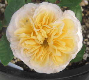 rose flower