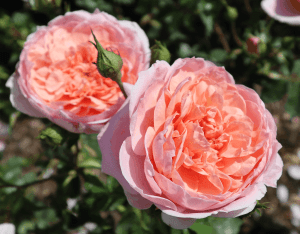 pink roses