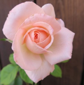 pink rose