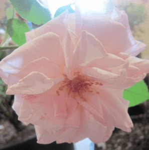 pink rose