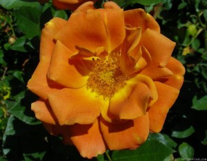 orange brown rose