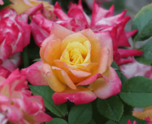 rose pink red flower 