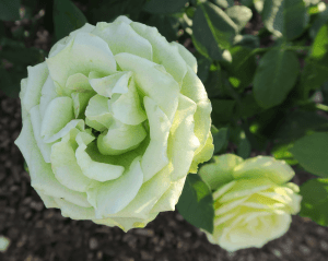 green rose