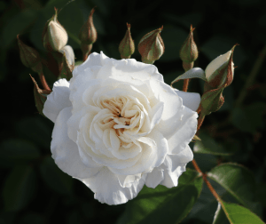 white rose
