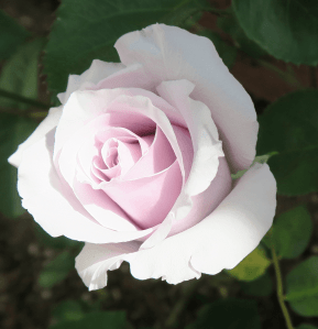 rose sterling silver flower