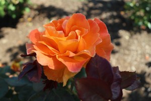 orange rose